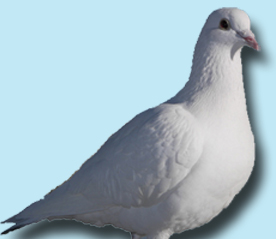 dove